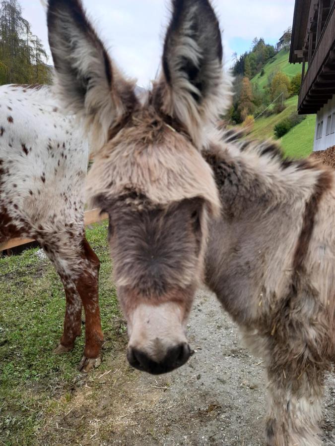 Texas Longhorn Ranch Neumannhof Lägenhet Cadipietra Rum bild