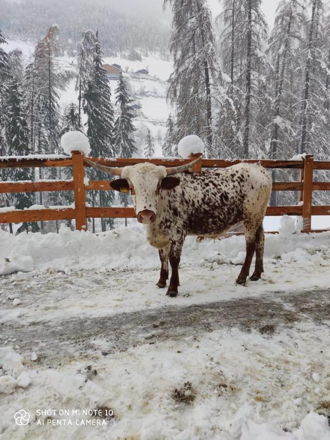 Texas Longhorn Ranch Neumannhof Lägenhet Cadipietra Exteriör bild